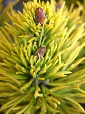 Sosna górska (Pinus mugo) 